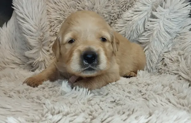 Szczeniaki golden retriever 5