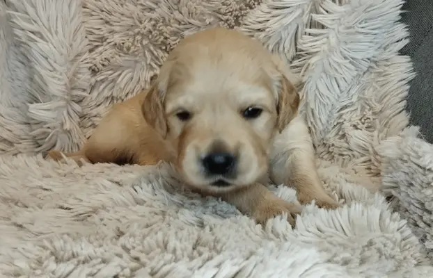 Szczeniaki golden retriever 6