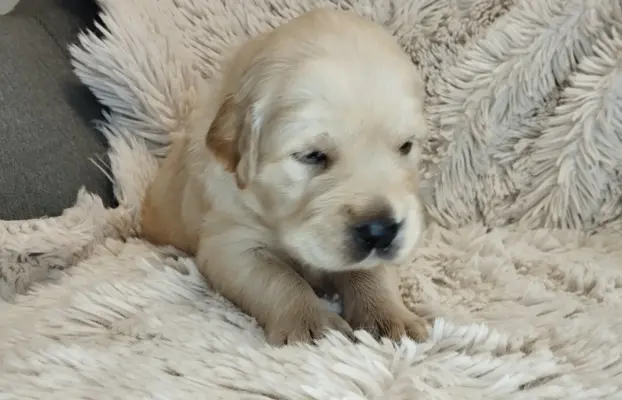 Szczeniaki golden retriever 7