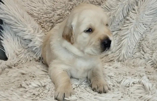 Szczeniaki golden retriever 8