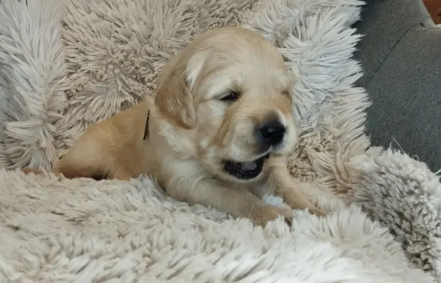 Szczeniaki golden retriever 9