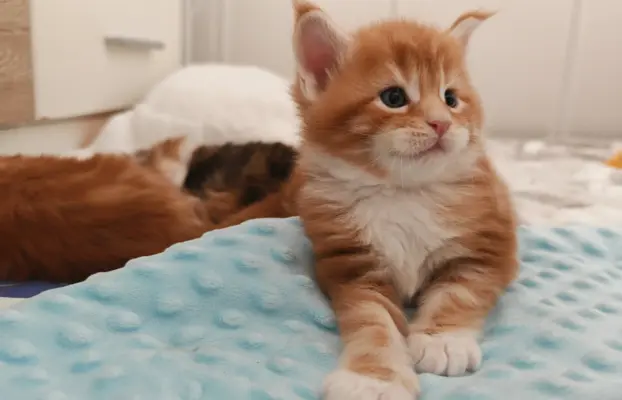 Doxi Maine Coon Blue Aura 6