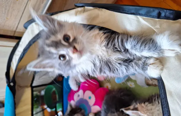 Main Coon koty do sprzedazy 1