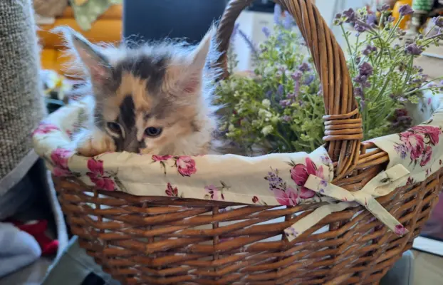 Main Coon koty do sprzedazy 2
