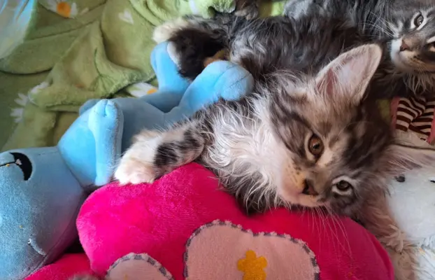 Main Coon koty do sprzedazy 3