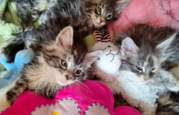 Main Coon koty do sprzedazy 4