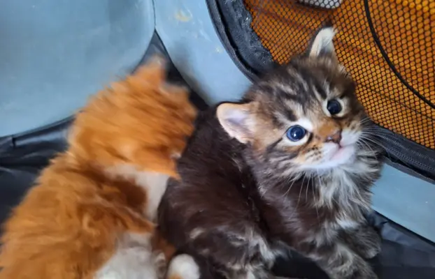 Main Coon koty do sprzedazy 5