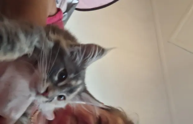 Main Coon koty do sprzedazy 6