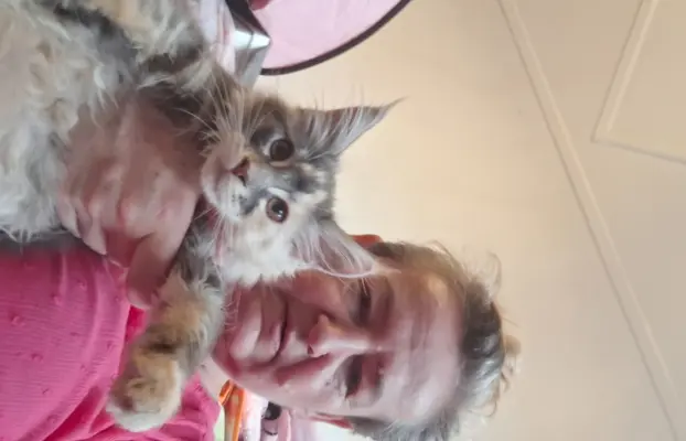 Main Coon koty do sprzedazy 7