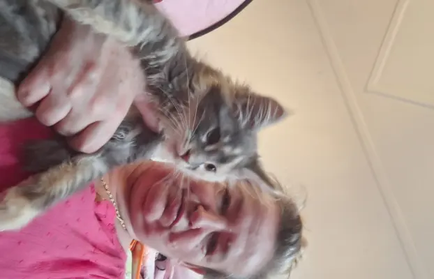 Main Coon koty do sprzedazy 8