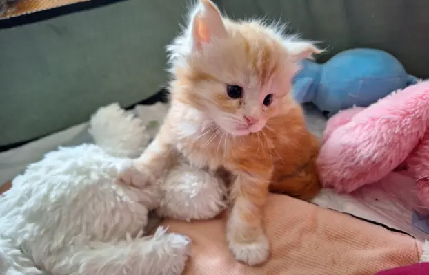 Main Coon koty do sprzedazy 9