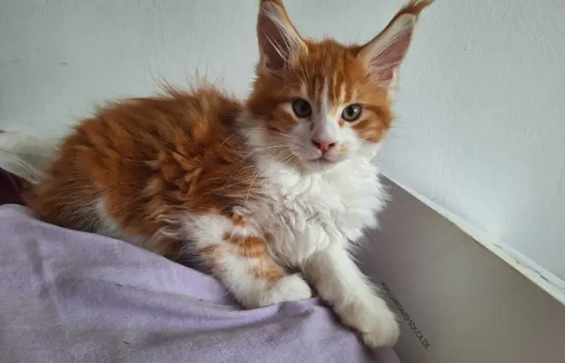 Main Coon koty do sprzedazy 10