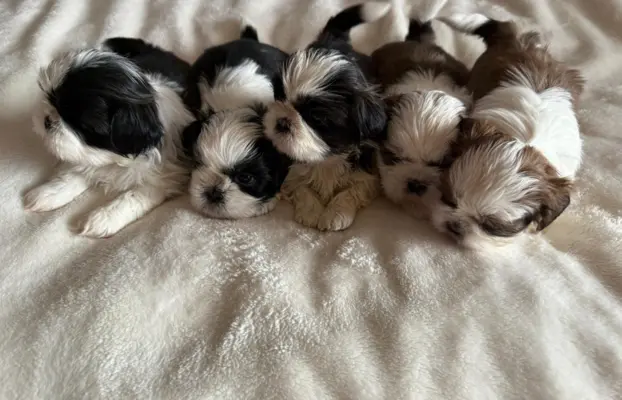 Sprzedam szczęnięta rasy Shih tzu 1