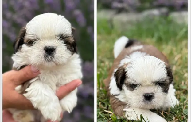 Sprzedam szczęnięta rasy Shih tzu 2