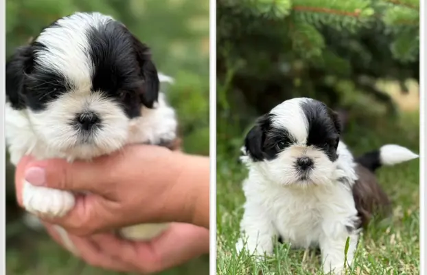 Sprzedam szczęnięta rasy Shih tzu 3