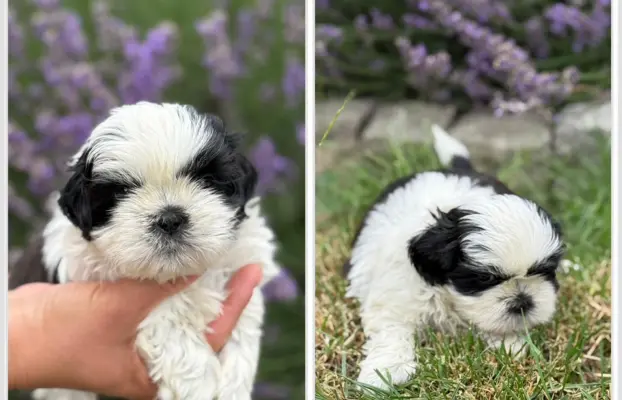 Sprzedam szczęnięta rasy Shih tzu 4