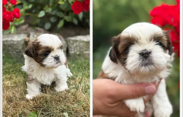 Sprzedam szczęnięta rasy Shih tzu 5