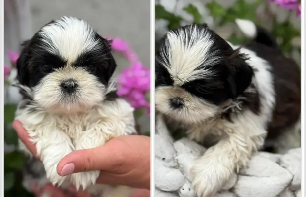 Sprzedam szczęnięta rasy Shih tzu 6