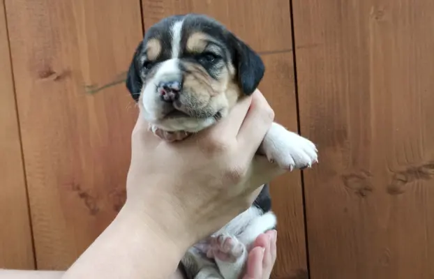 Szczeniaki beagle do rezerwacji 3