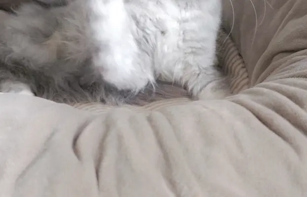Srebrzysta kotka Maine Coon do odbioru 1