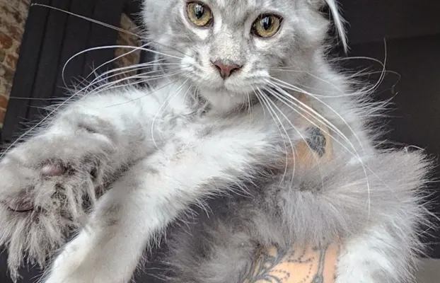 Srebrzysta kotka Maine Coon do odbioru 2