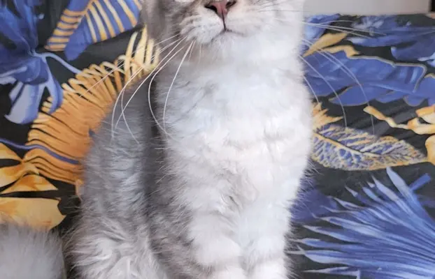 Srebrzysta kotka Maine Coon do odbioru 3