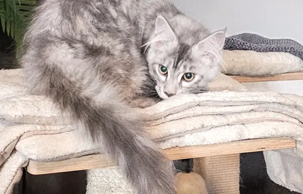 Srebrzysta kotka Maine Coon do odbioru 4