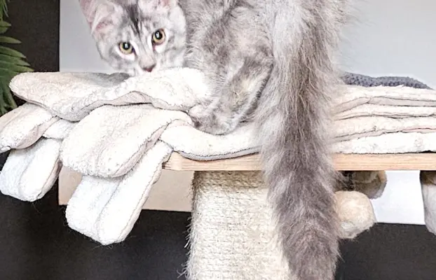 Srebrzysta kotka Maine Coon do odbioru 5