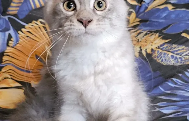 Srebrzysta kotka Maine Coon do odbioru 6