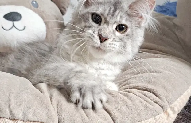 Srebrzysta kotka Maine Coon do odbioru 7