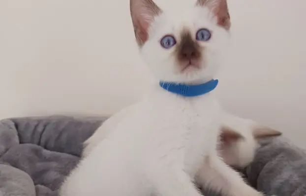 Kocurek tajski Diament z rodowodem Wcf Niebieskookie *pl 1