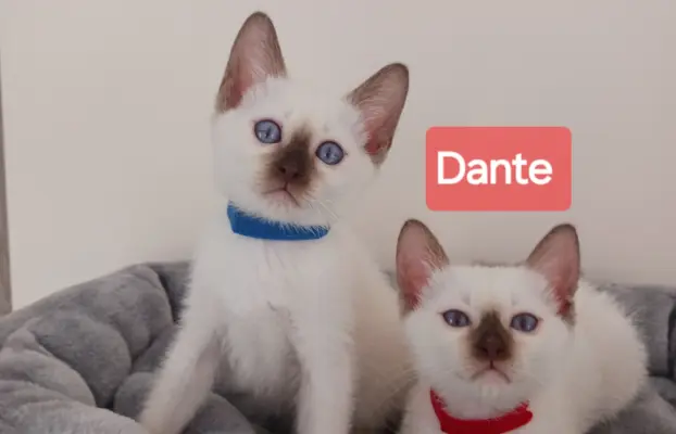 Kocurek tajski czekoladowy Dante z rodowodem Wcf Niebieskook 4