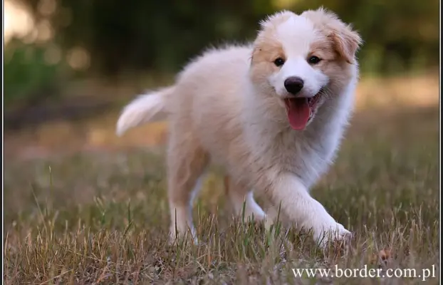 szczeniaki Border Collie ZKwP FCI ee red 1