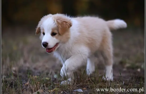 szczeniaki Border Collie ZKwP FCI ee red 2