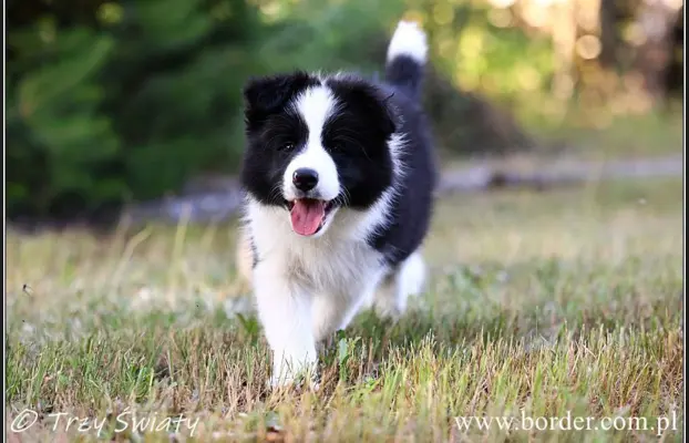 szczeniaki Border Collie ZKwP FCI ee red 3