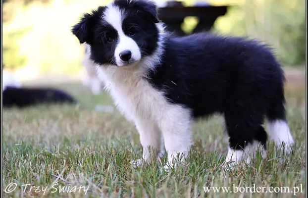 szczeniaki Border Collie ZKwP FCI ee red 4