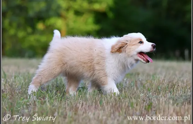 szczeniaki Border Collie ZKwP FCI ee red 5