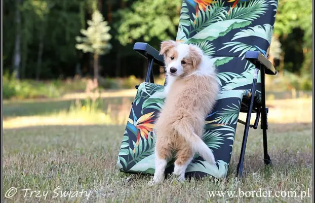 szczeniaki Border Collie ZKwP FCI ee red 6