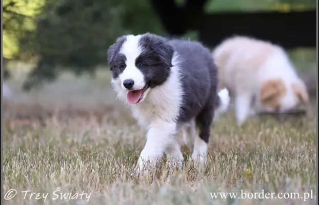 szczeniaki Border Collie ZKwP FCI ee red 8