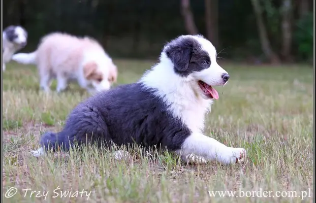 szczeniaki Border Collie ZKwP FCI ee red 7