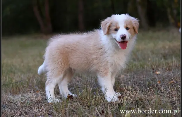 szczeniaki Border Collie ZKwP FCI ee red 9