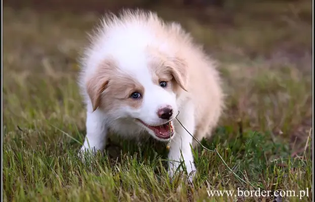 szczeniaki Border Collie ZKwP FCI ee red 10