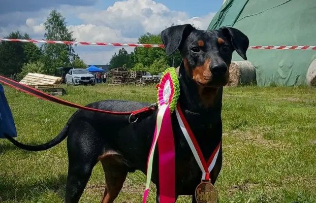 Szczenię pinczera średniego FCI po championach 3