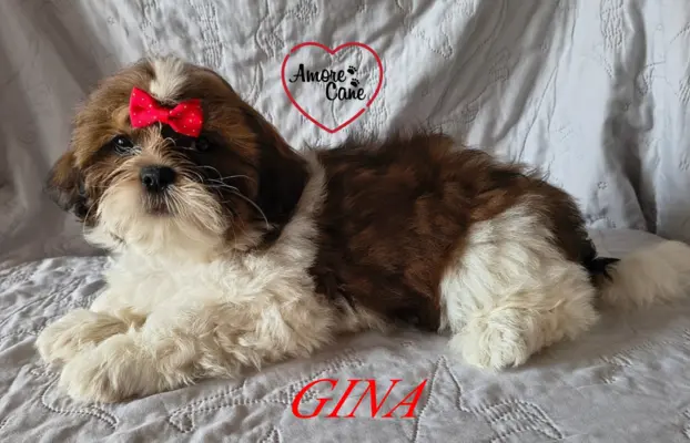 ŚLICZNE DZIEWCZYNY SHIH-TZU, 5