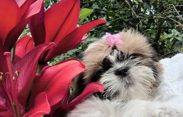 ŚLICZNE DZIEWCZYNY SHIH-TZU, 2