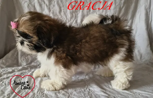 ŚLICZNE DZIEWCZYNY SHIH-TZU, 7