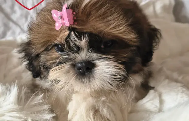 ŚLICZNE DZIEWCZYNY SHIH-TZU, 3
