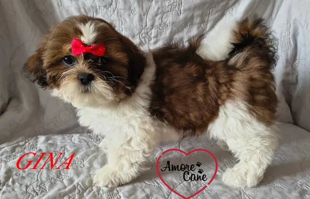 ŚLICZNE DZIEWCZYNY SHIH-TZU, 6