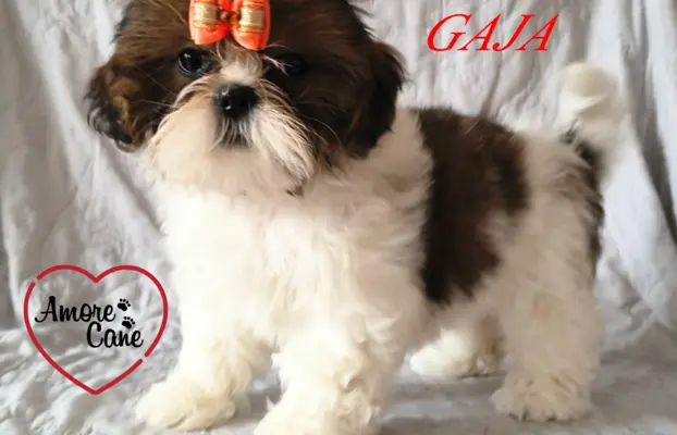 ŚLICZNE DZIEWCZYNY SHIH-TZU, 4