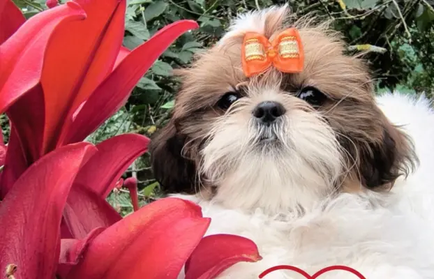 ŚLICZNE DZIEWCZYNY SHIH-TZU, 1